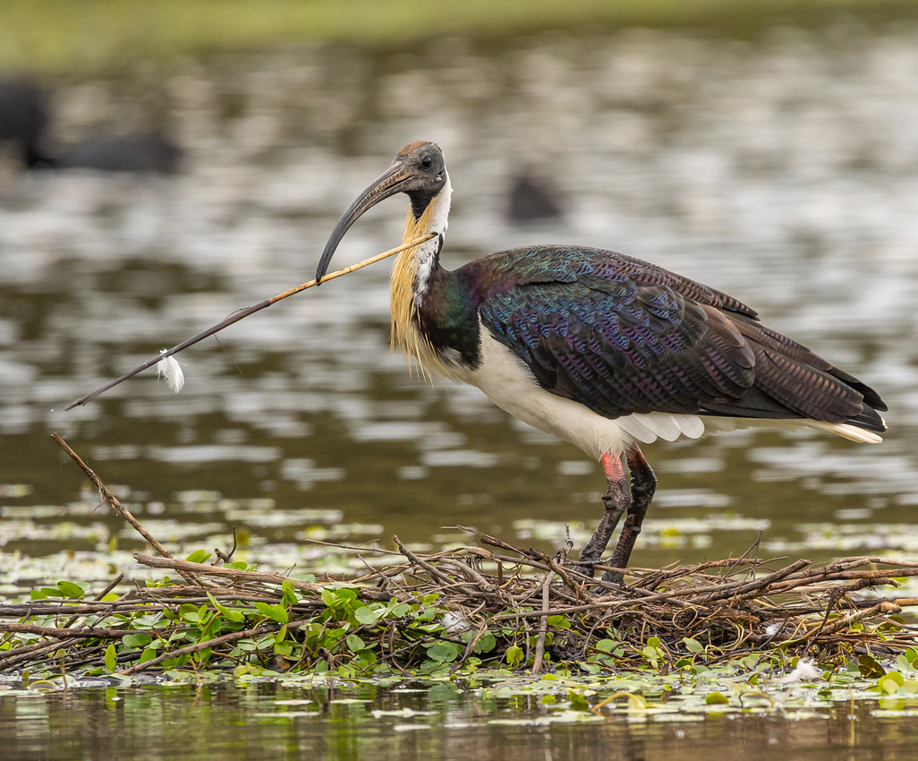 Straw-necked Ibis (Threskiornis spinicollis)